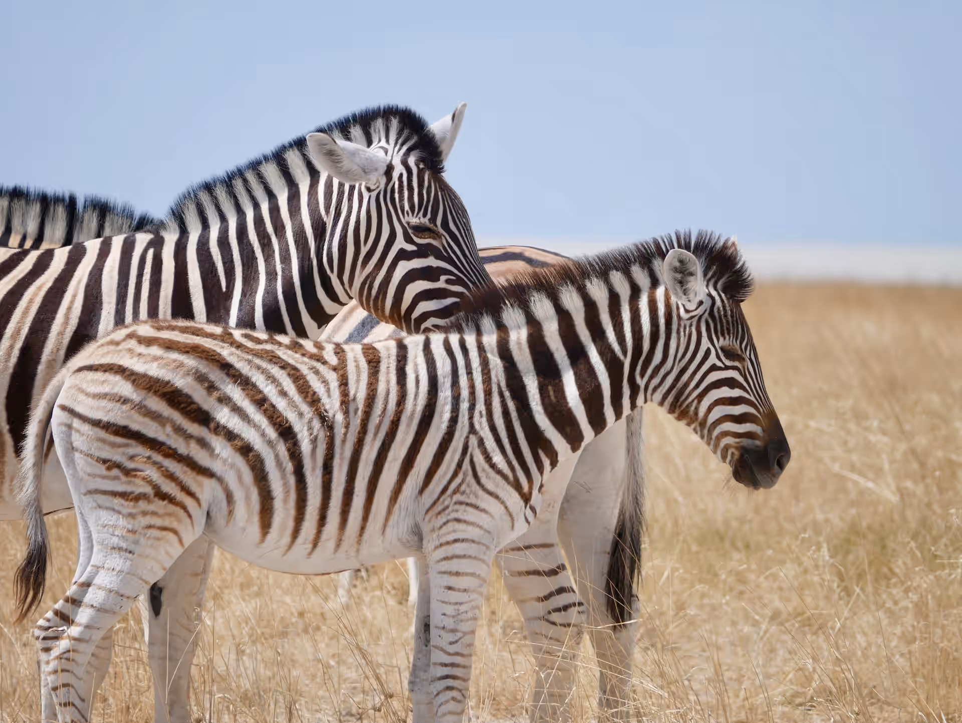 Walking Safari in Serengeti National Park gallery 0