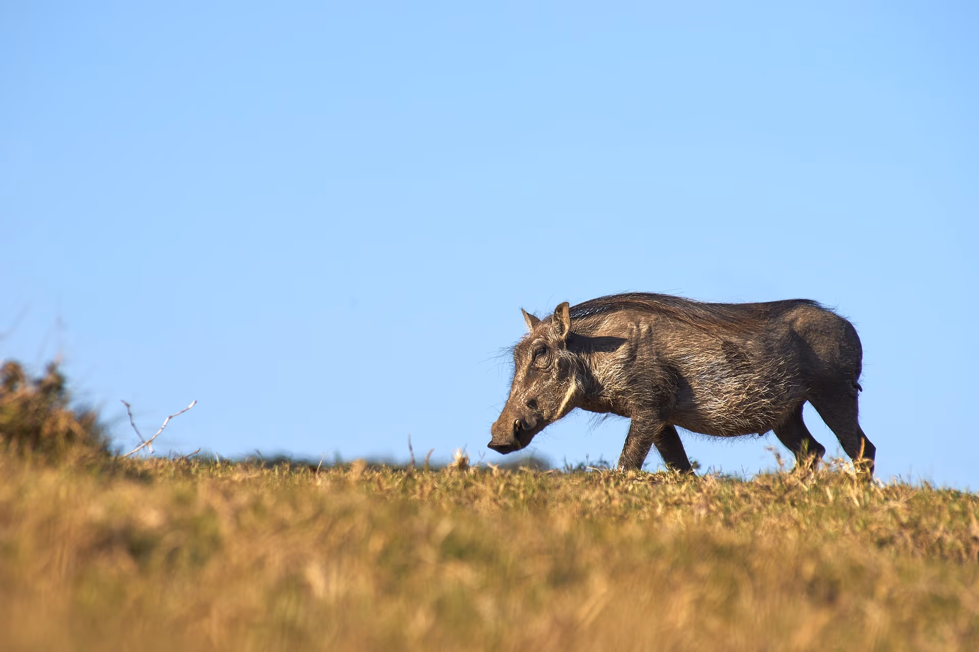 Walking Safari in Ruaha National Park gallery 0