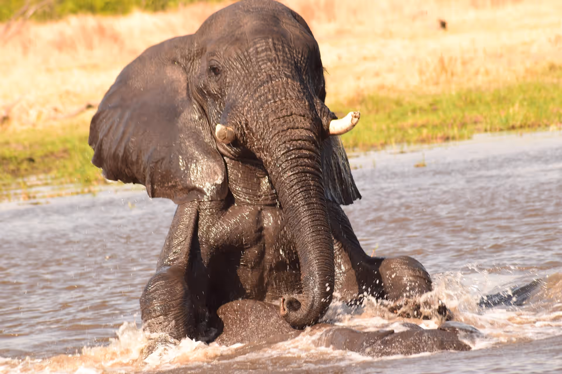 Botswana gallery 0