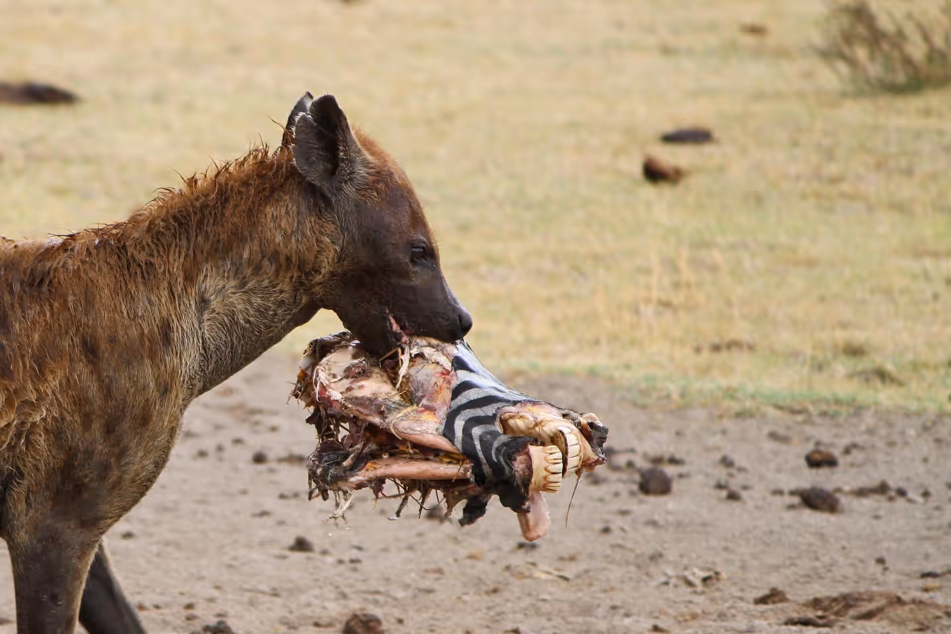 Tanzania gallery 0