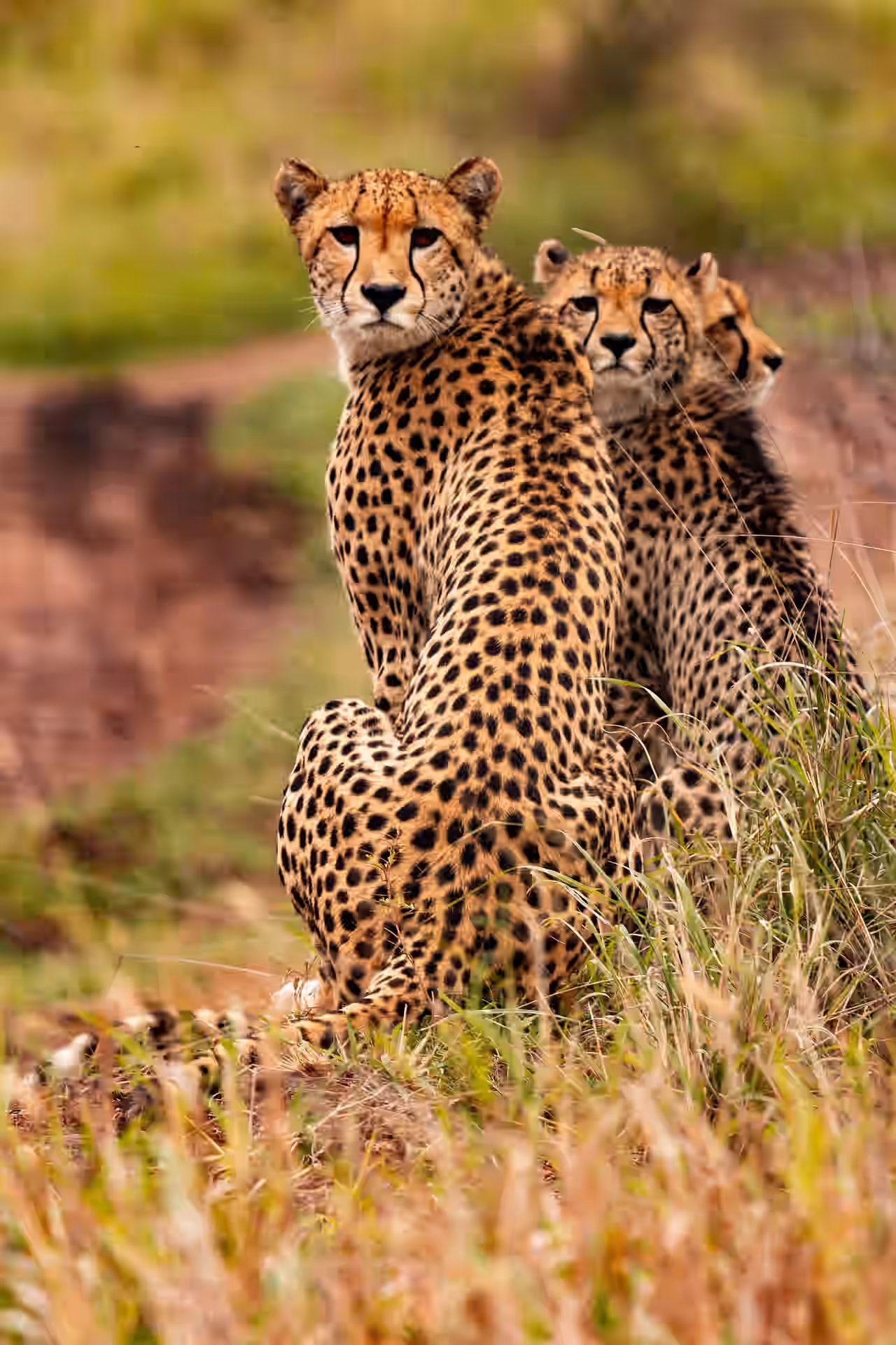 Kenya gallery 0