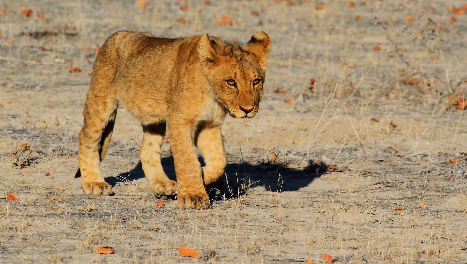 Namibia gallery 3