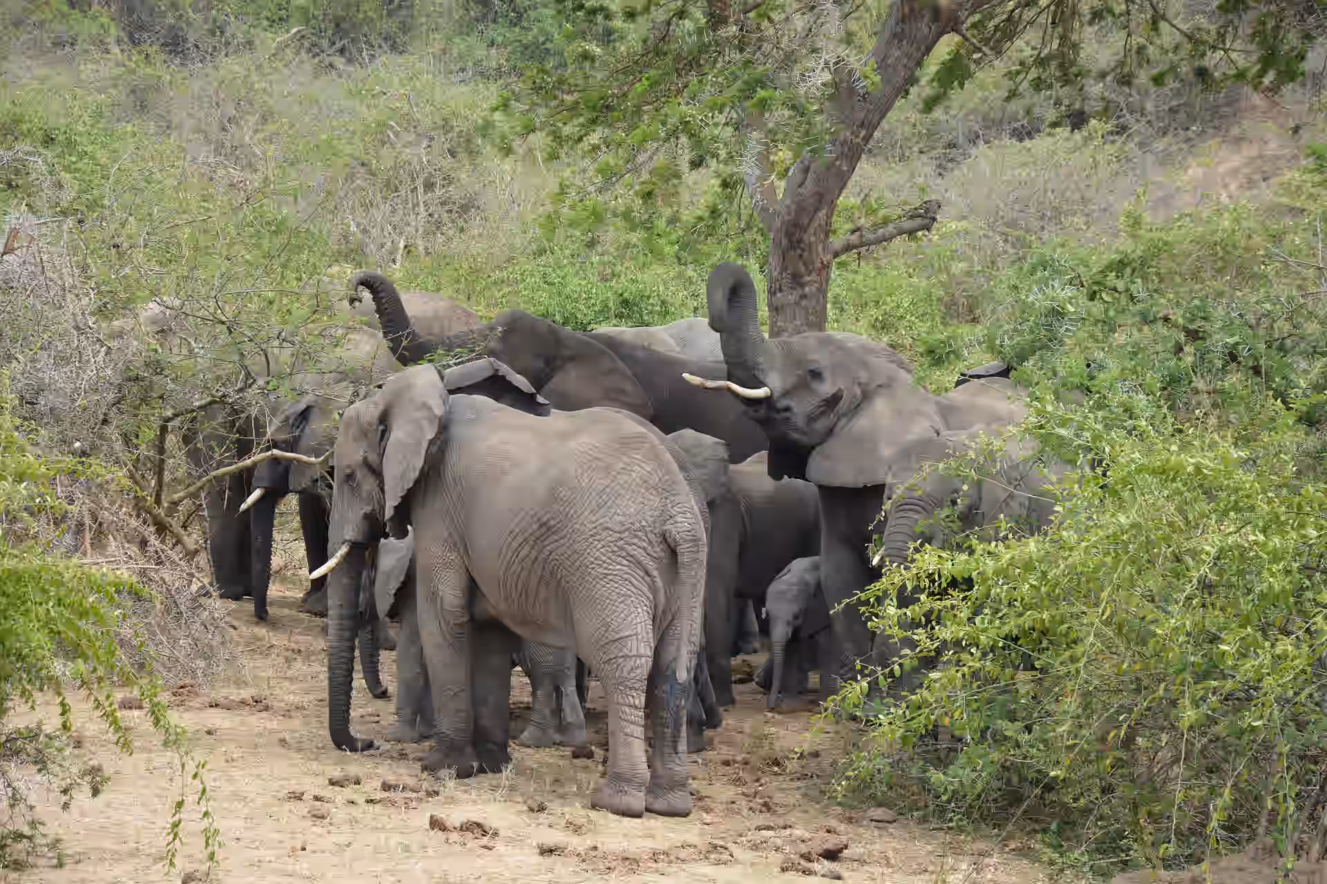 Uganda gallery 1