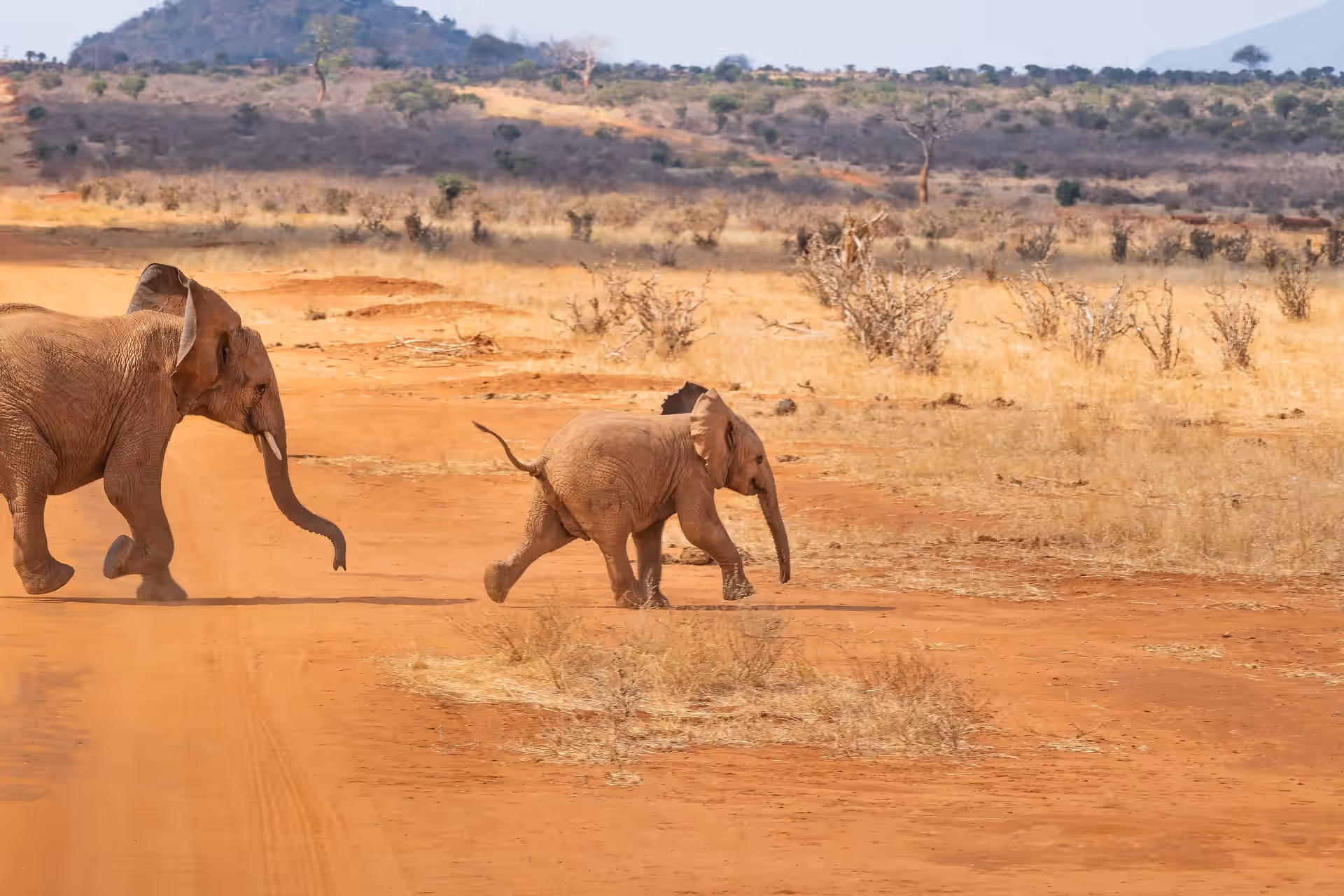 Kenya gallery 1