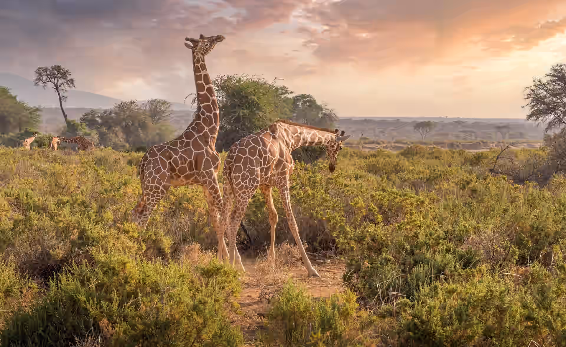 Kenya gallery 6