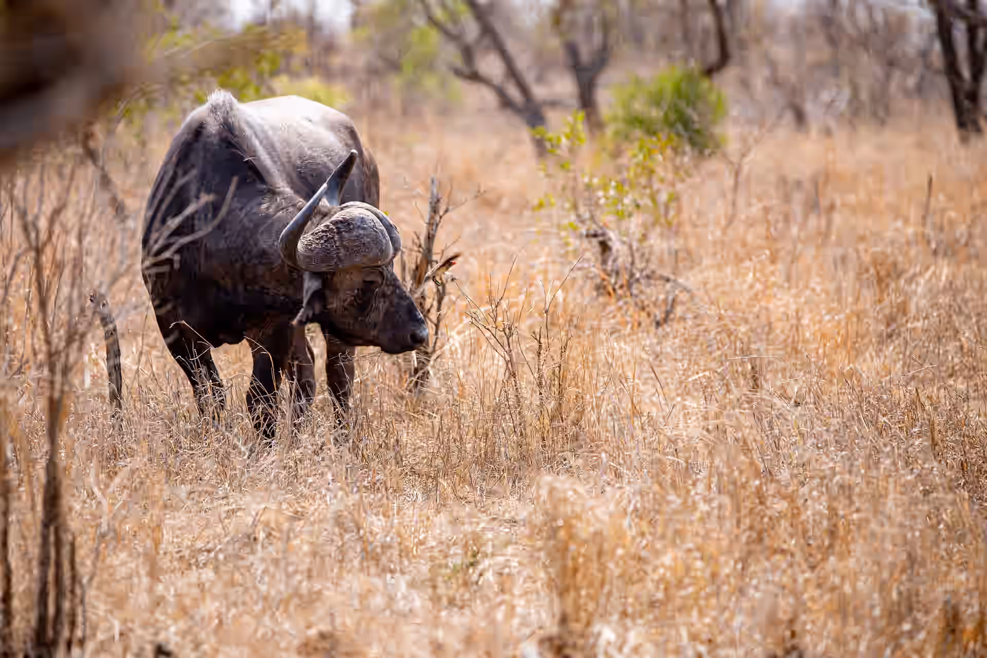 South Africa gallery 2