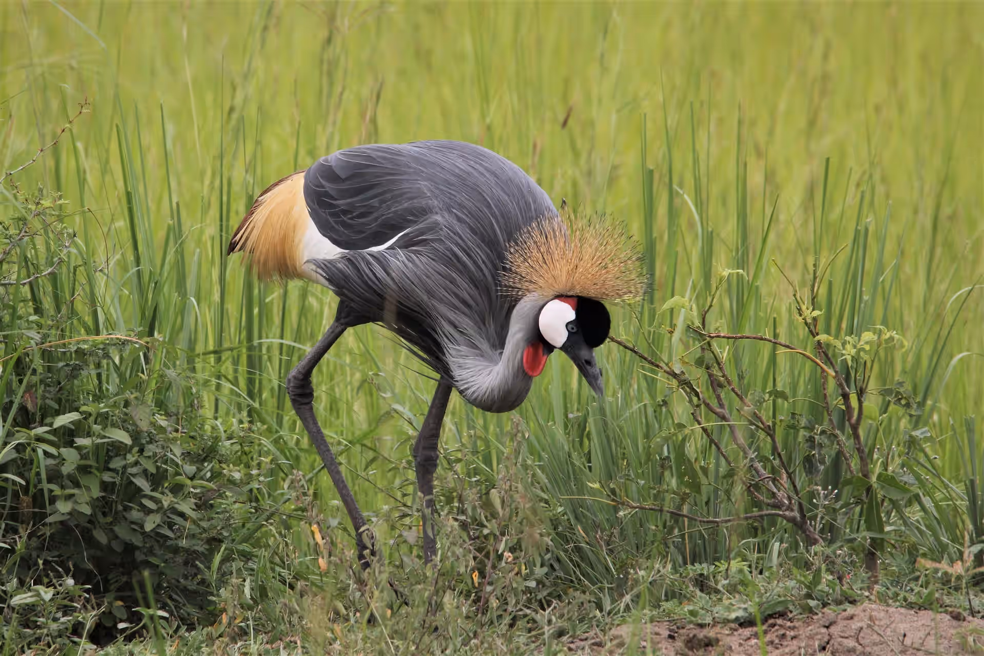 Uganda gallery 2