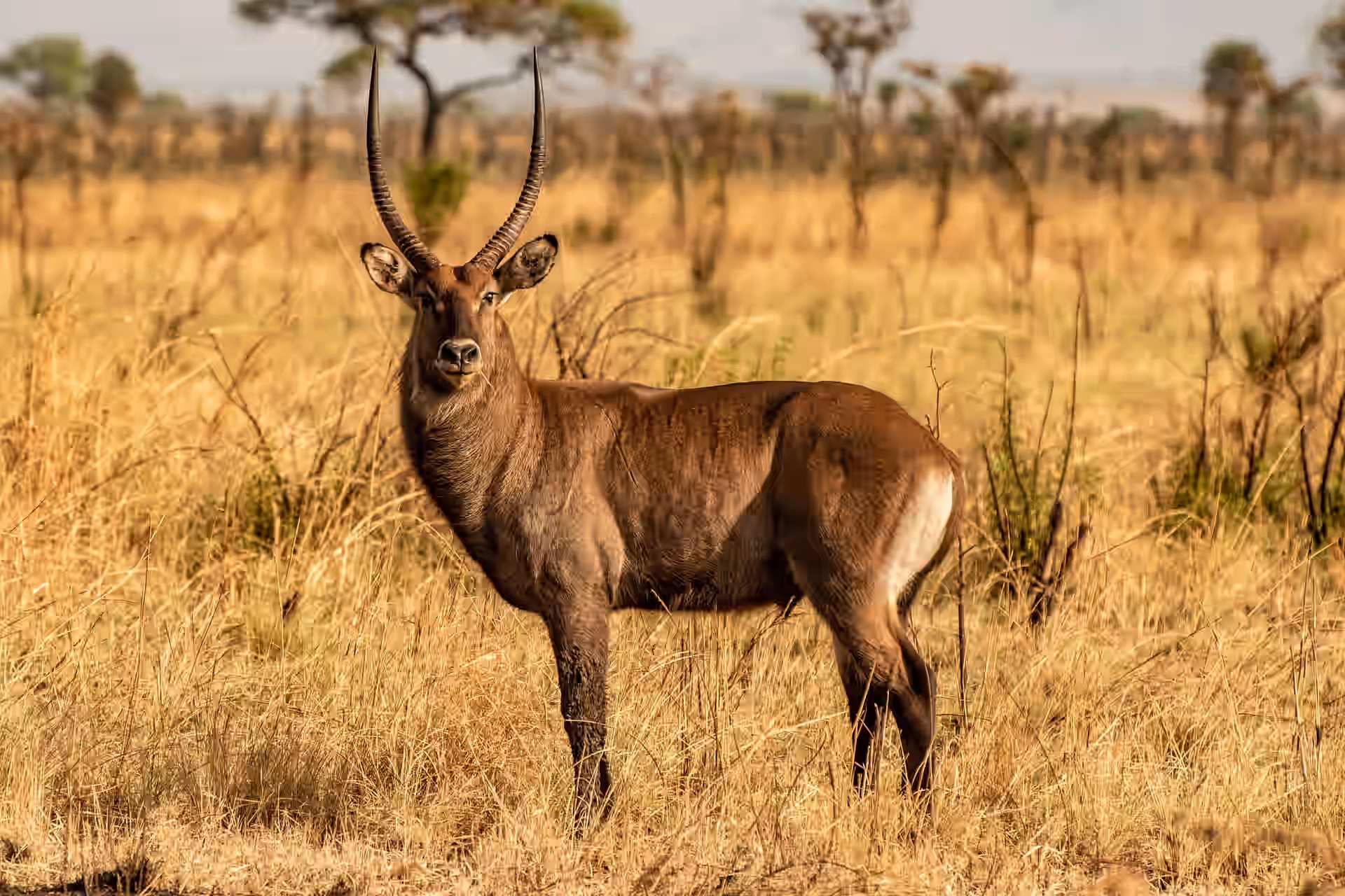 Uganda gallery 5