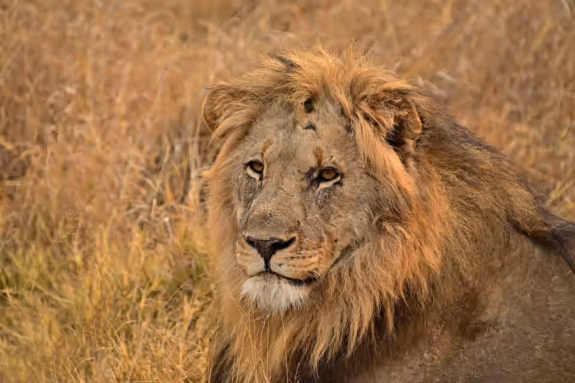 South Africa gallery 3