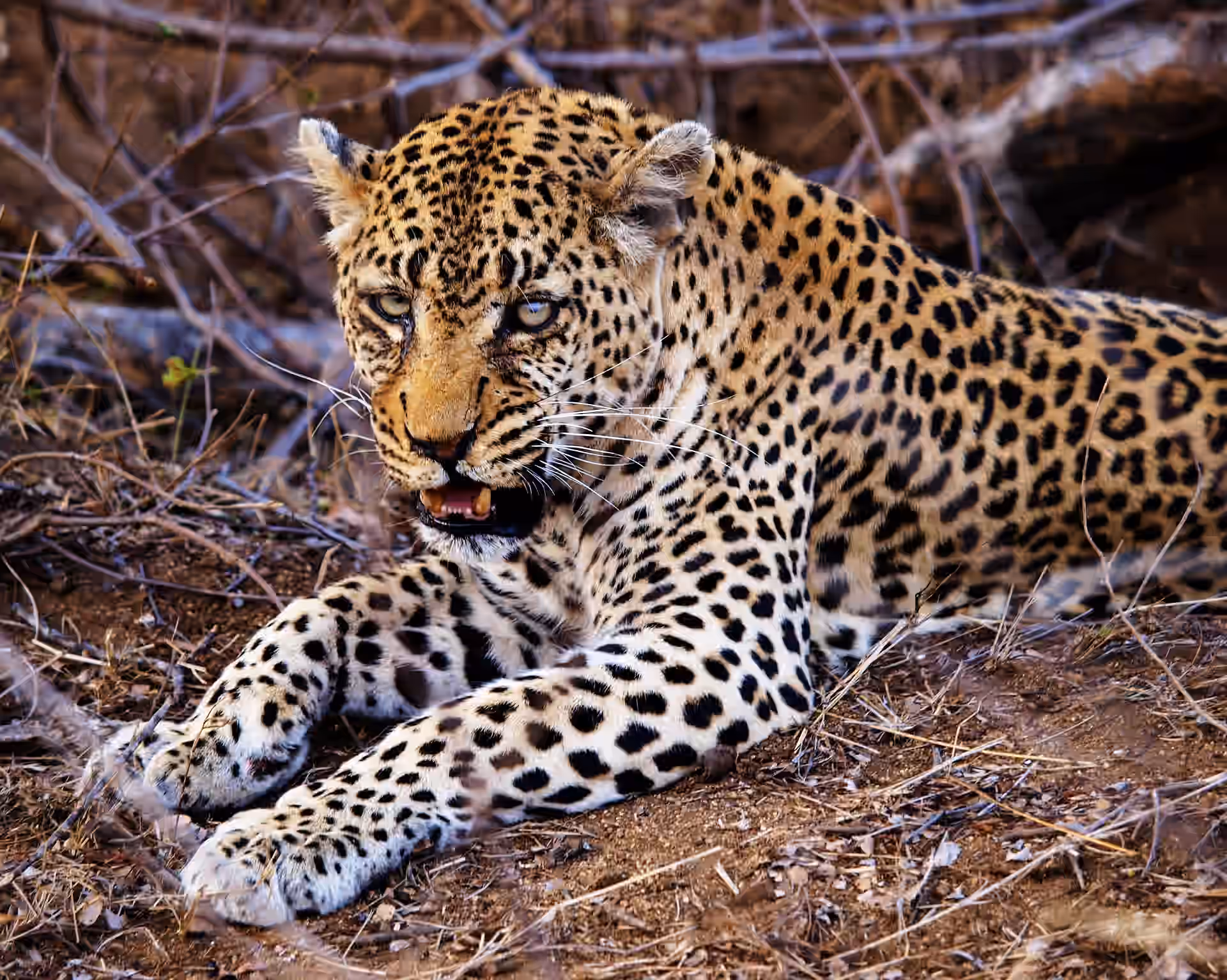 South Africa gallery 5