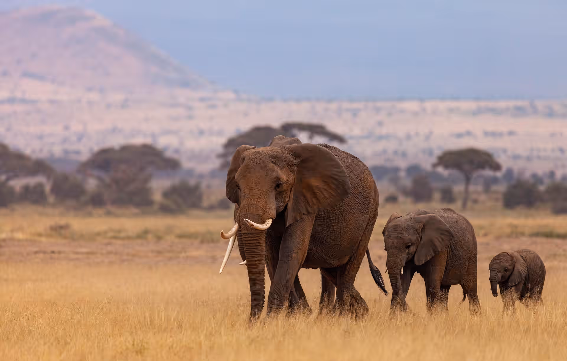 Kenya gallery 2