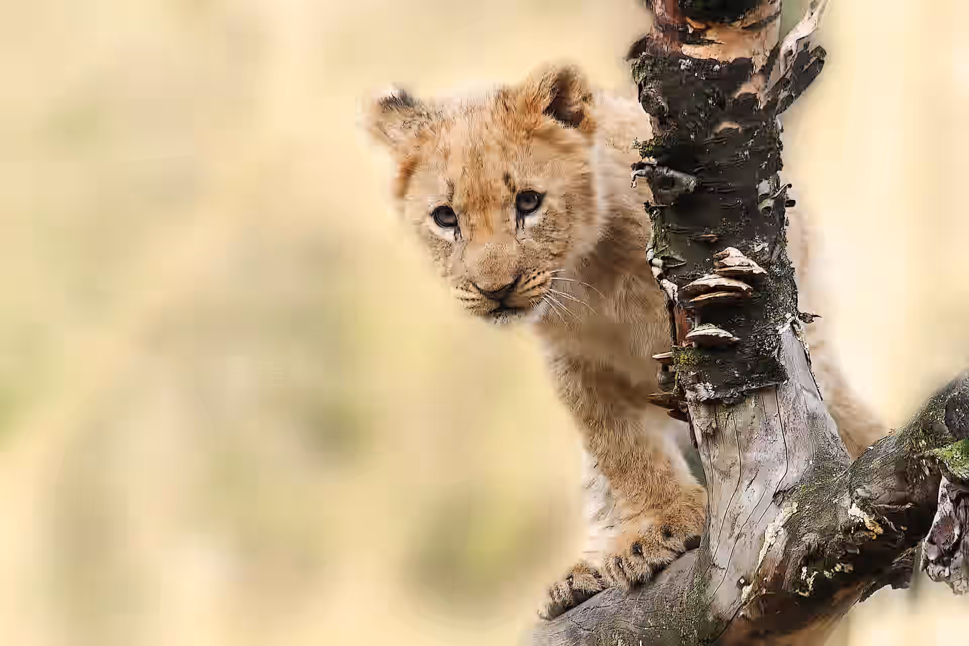 Tanzania gallery 2