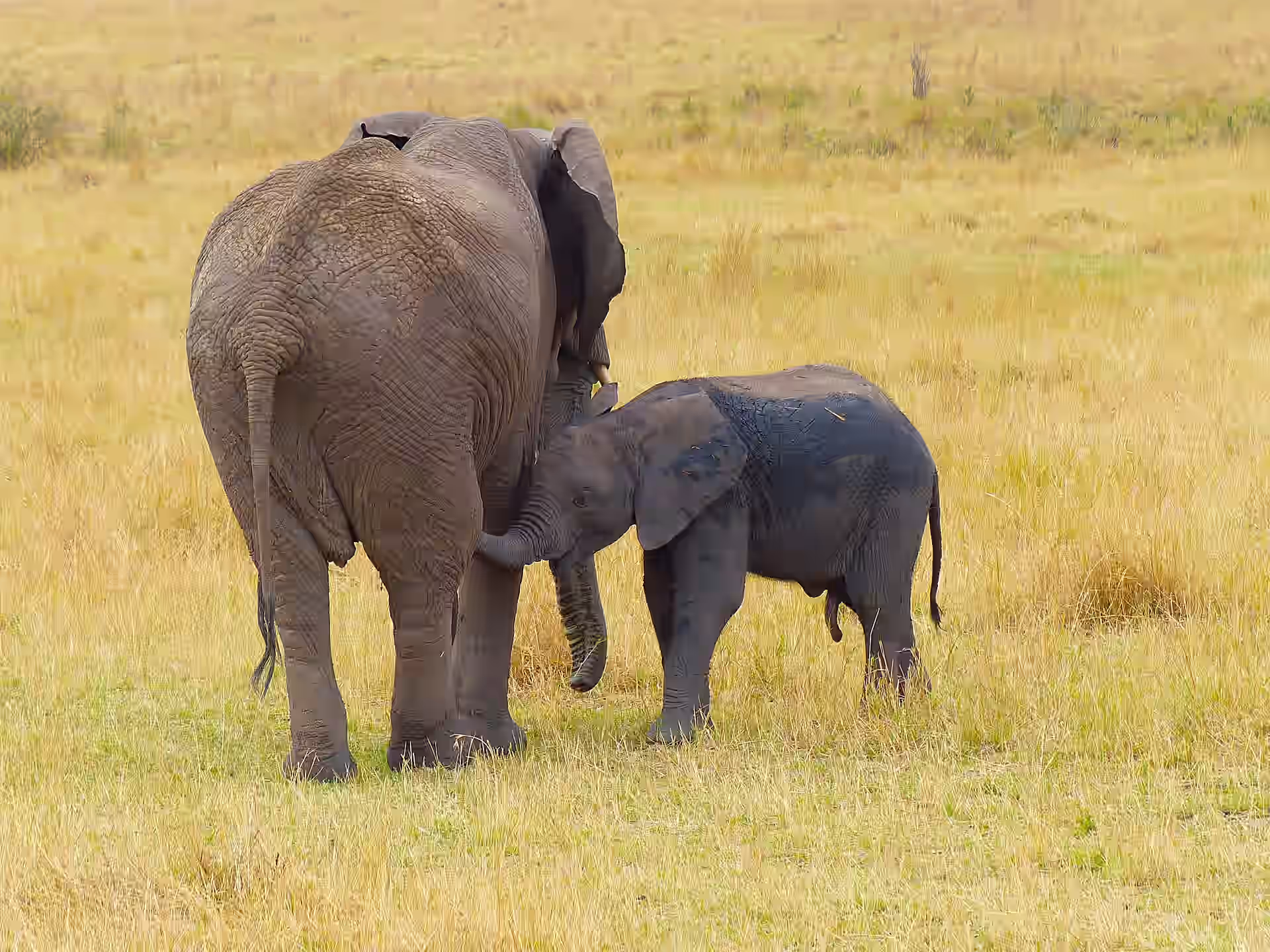 Kenya gallery 4