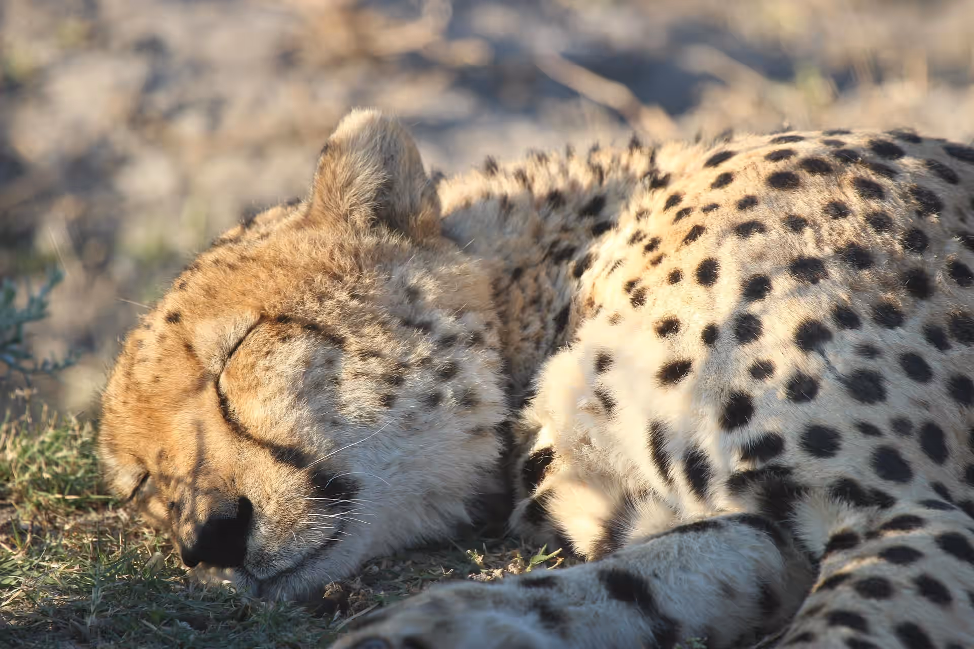 Botswana gallery 4