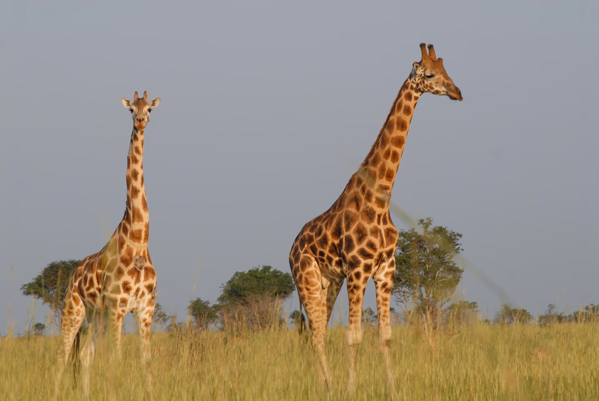 Uganda gallery 0