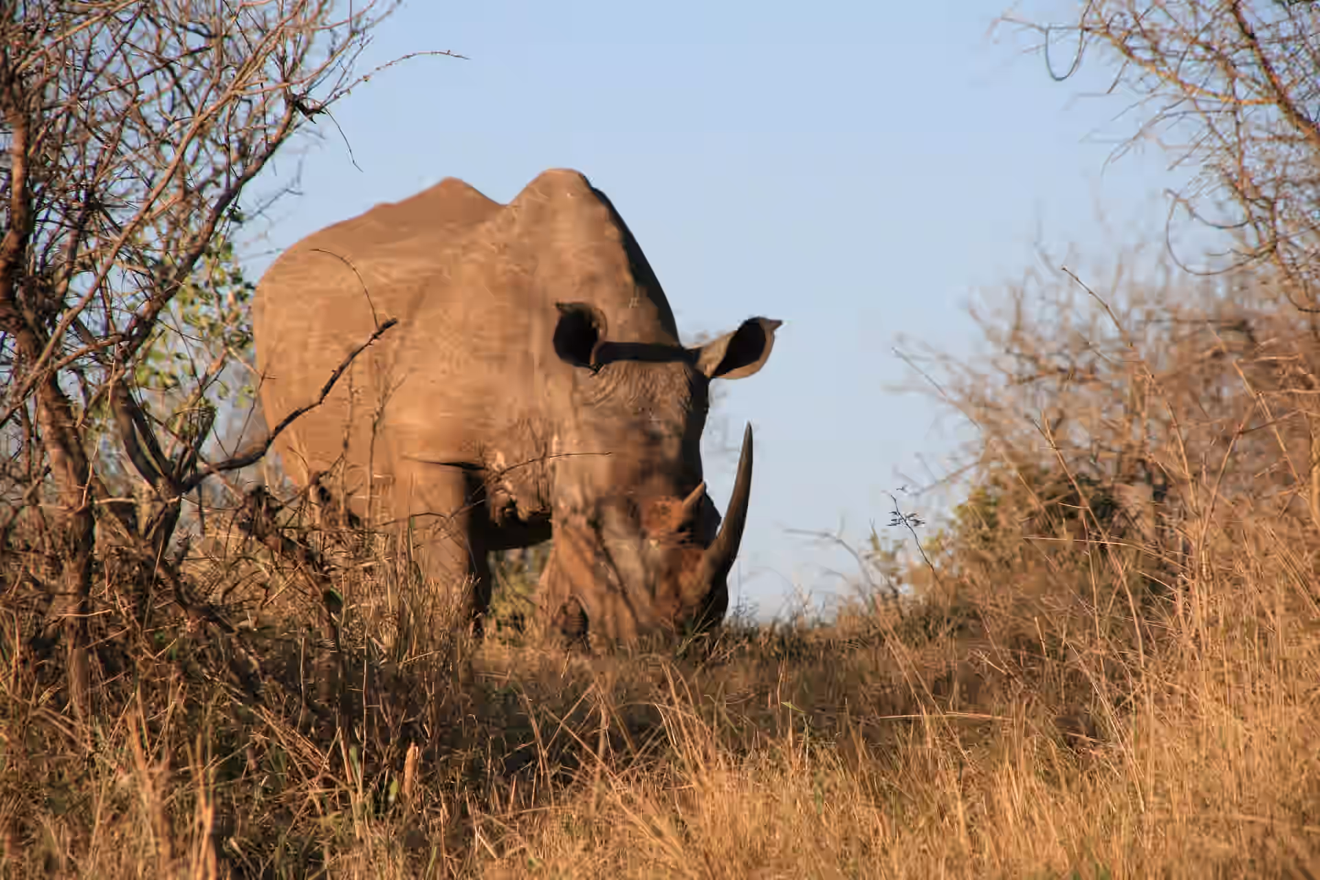 Ziwa Rhino Sanctuary