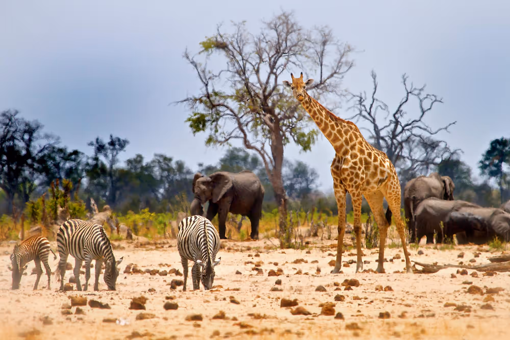 Hwange National Park gallery 2