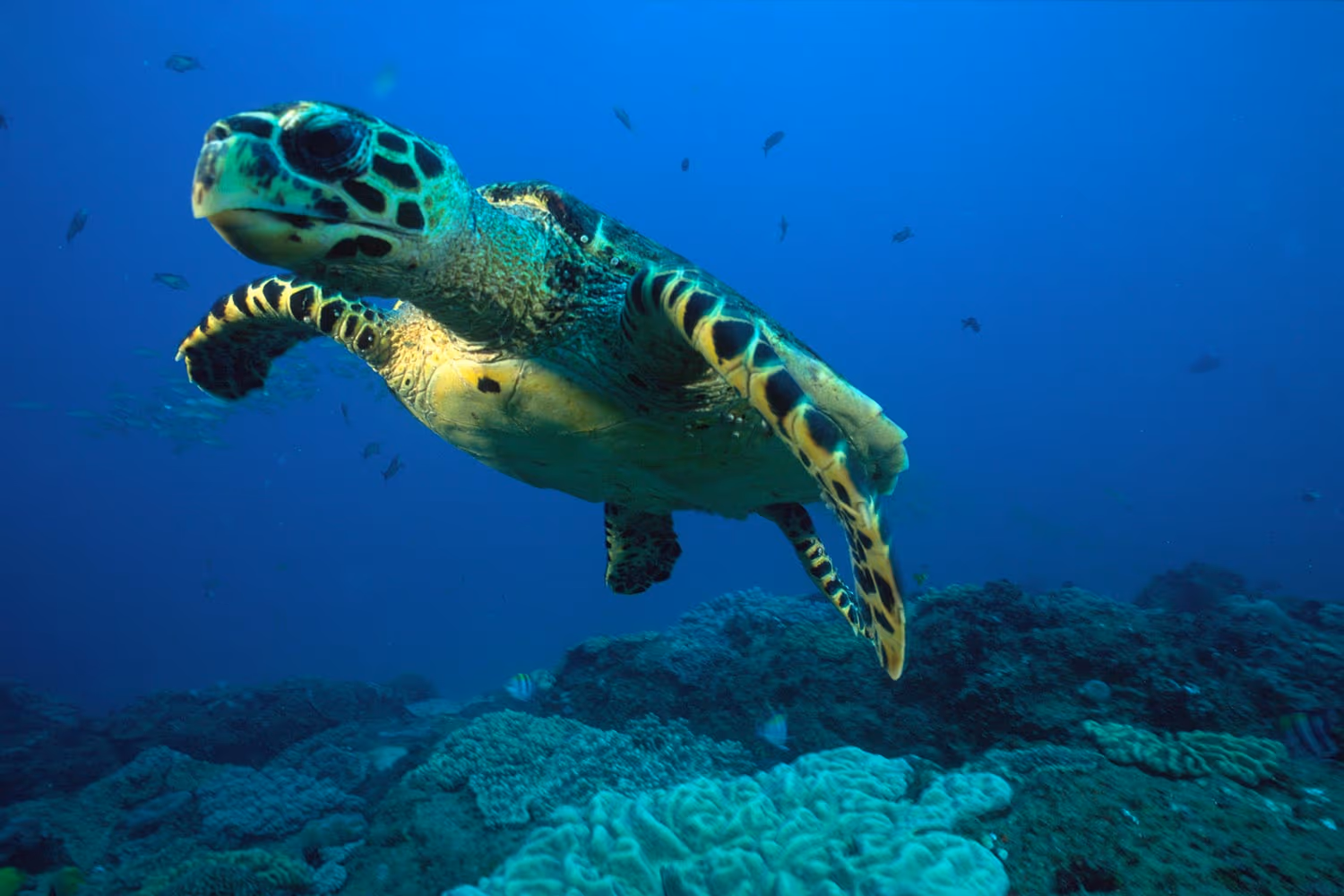 iSimangaliso Wetland Park