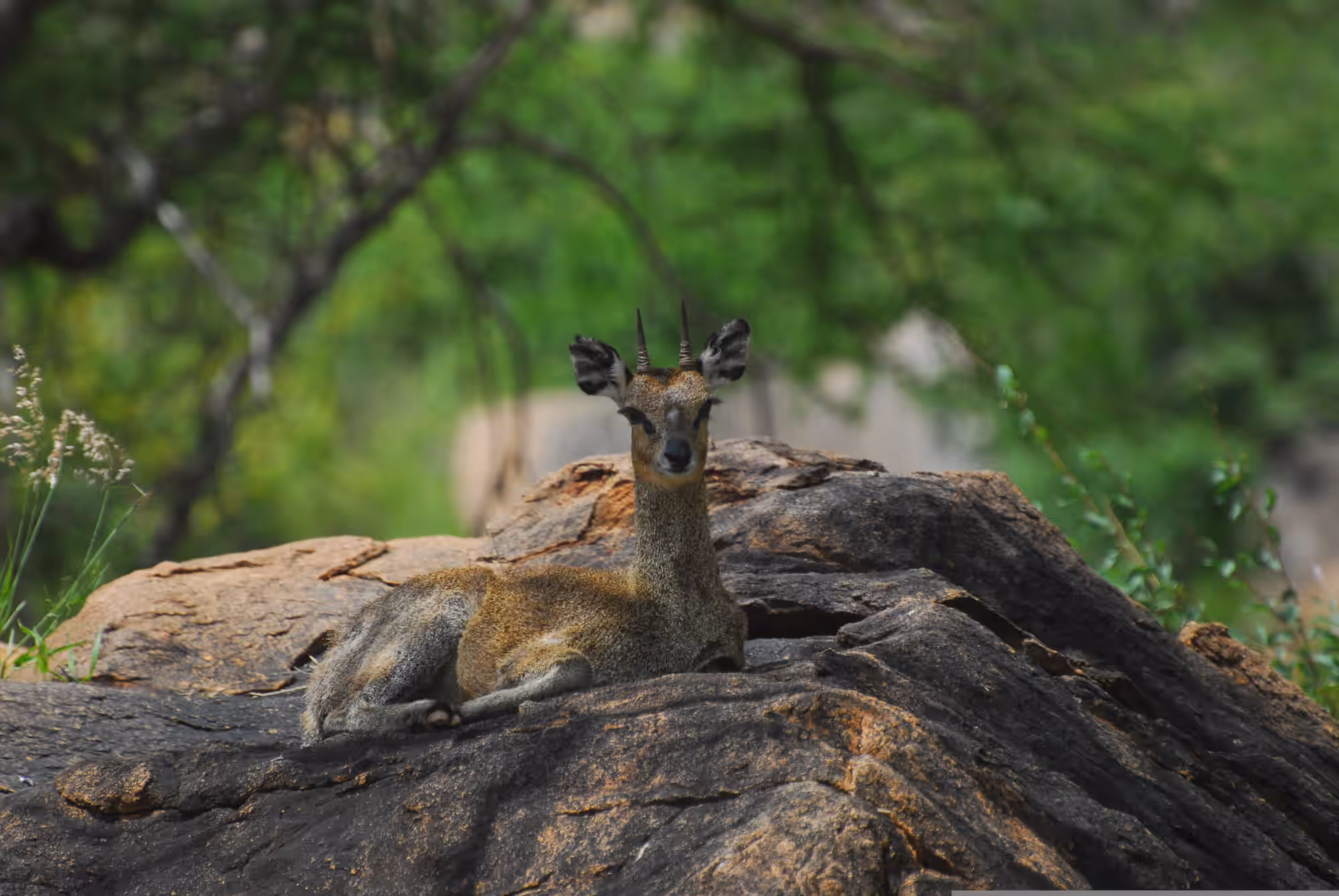 Tsavo West National Park