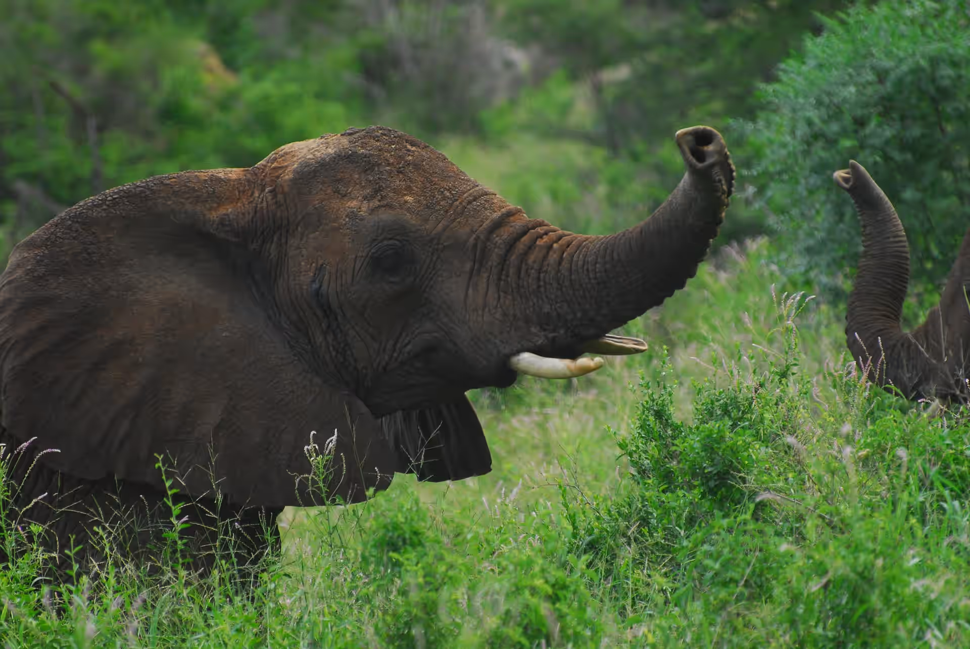 Tsavo West National Park gallery 2