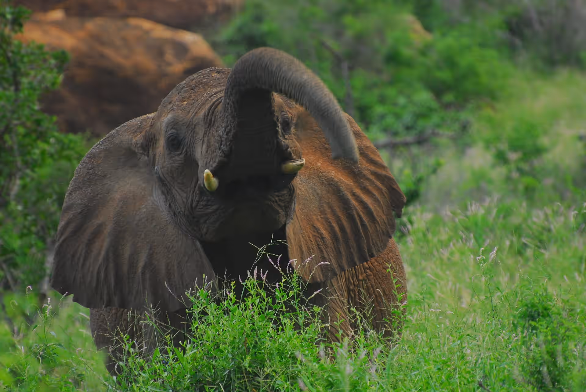 Tsavo West National Park gallery 3