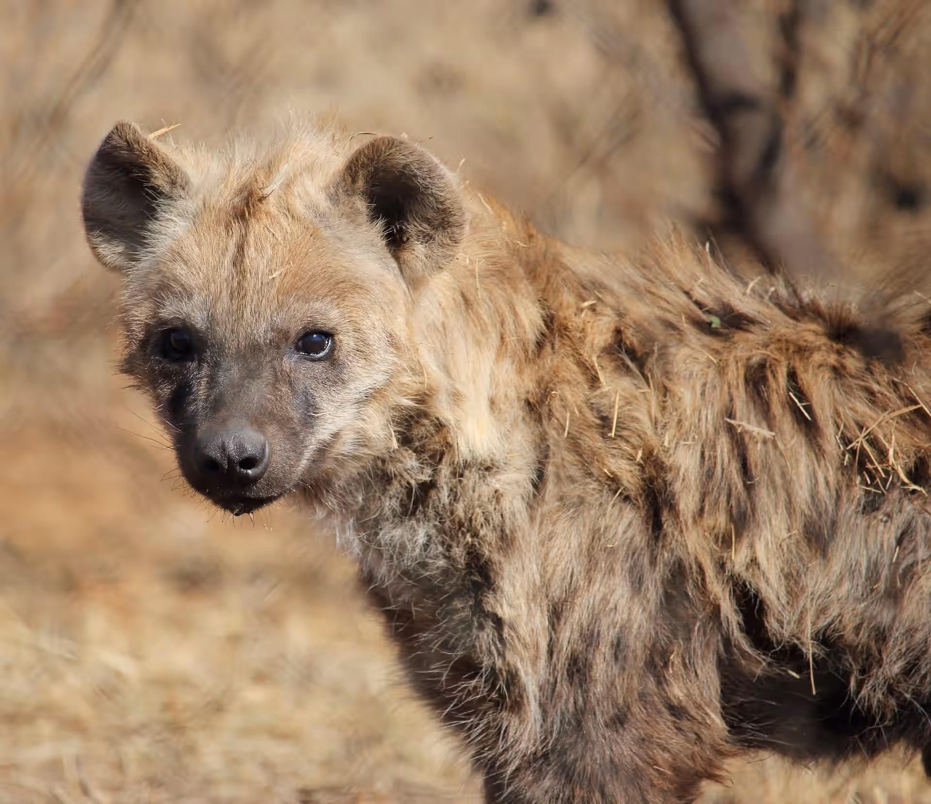 Ruaha National Park