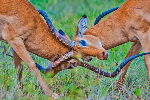 Samburu National Reserve gallery 2