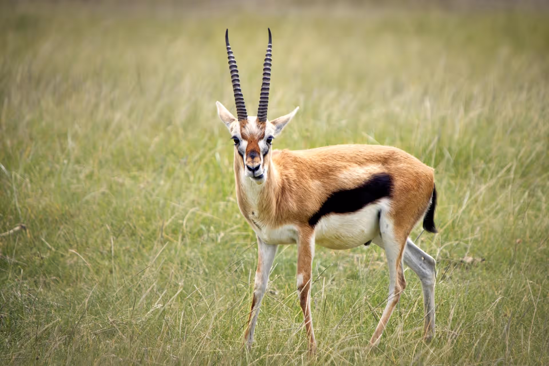 Ruaha National Park gallery 1