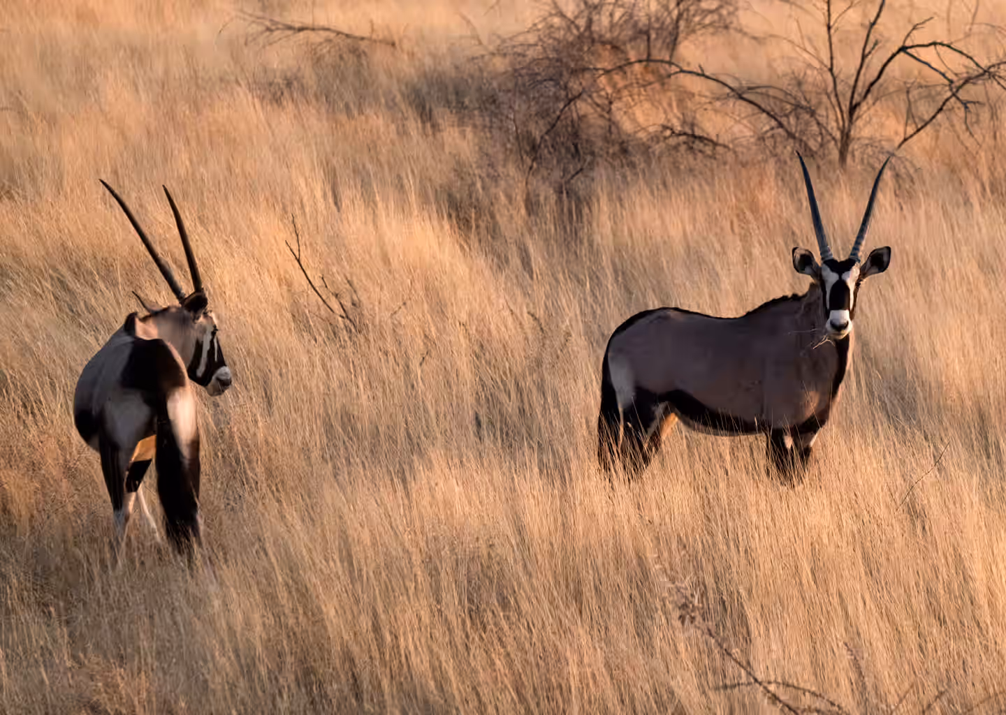 Nxai Pan National Park gallery 3