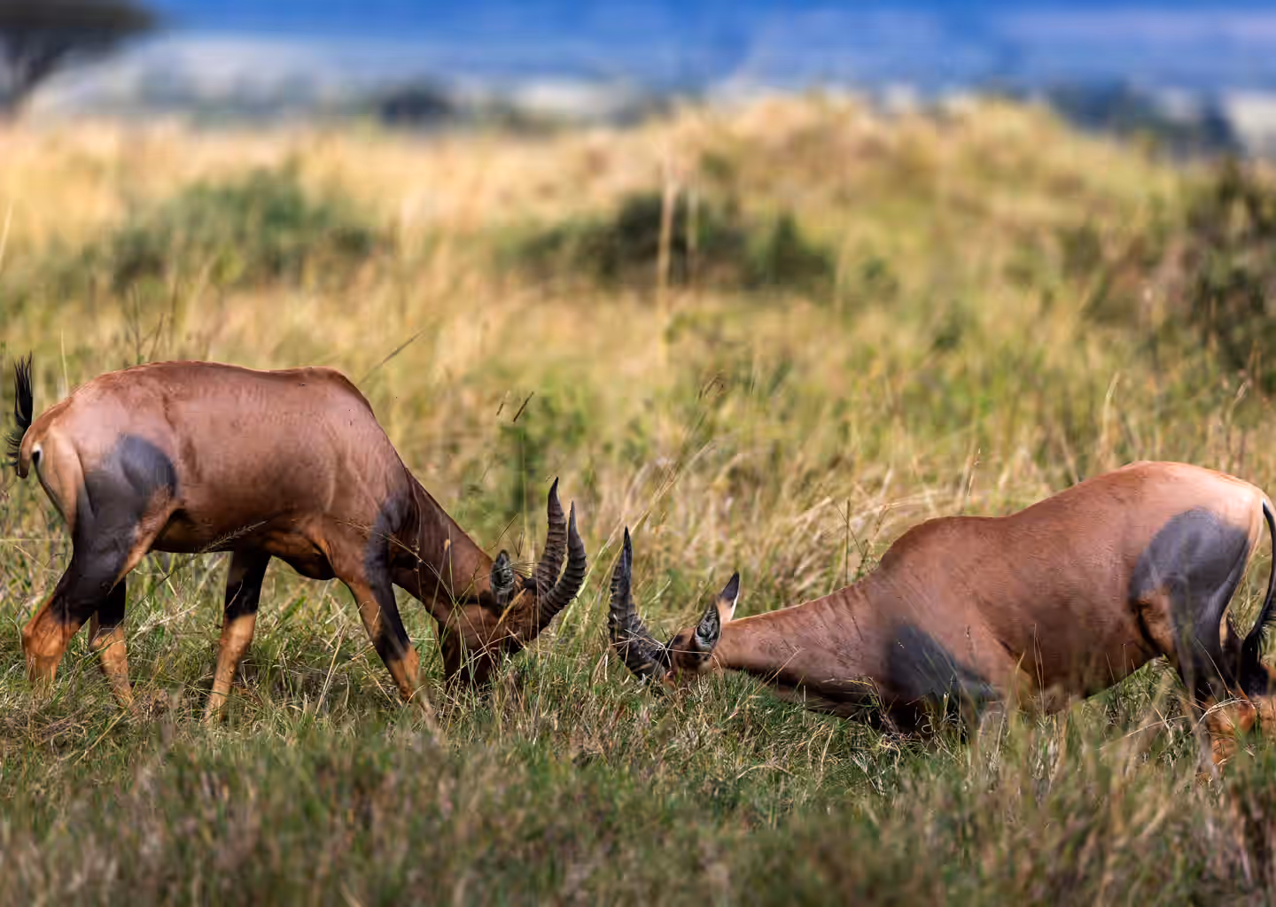 Nxai Pan National Park gallery 4