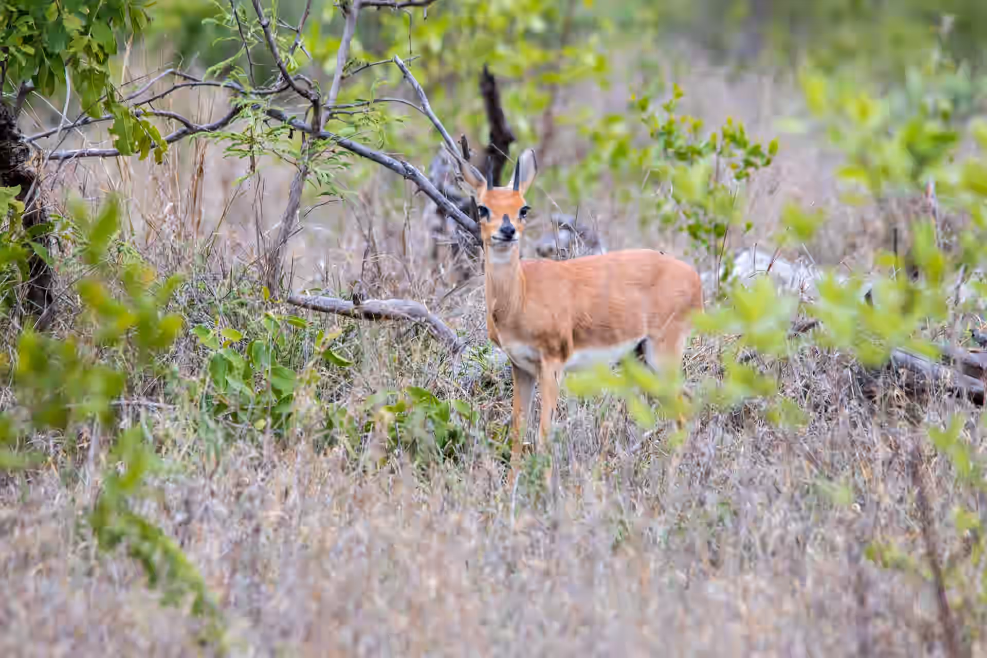 Gombe Stream National Park gallery 1