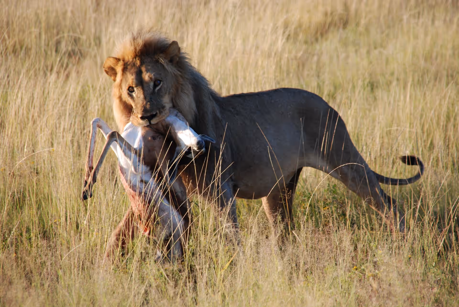 Etosha National Park gallery 1