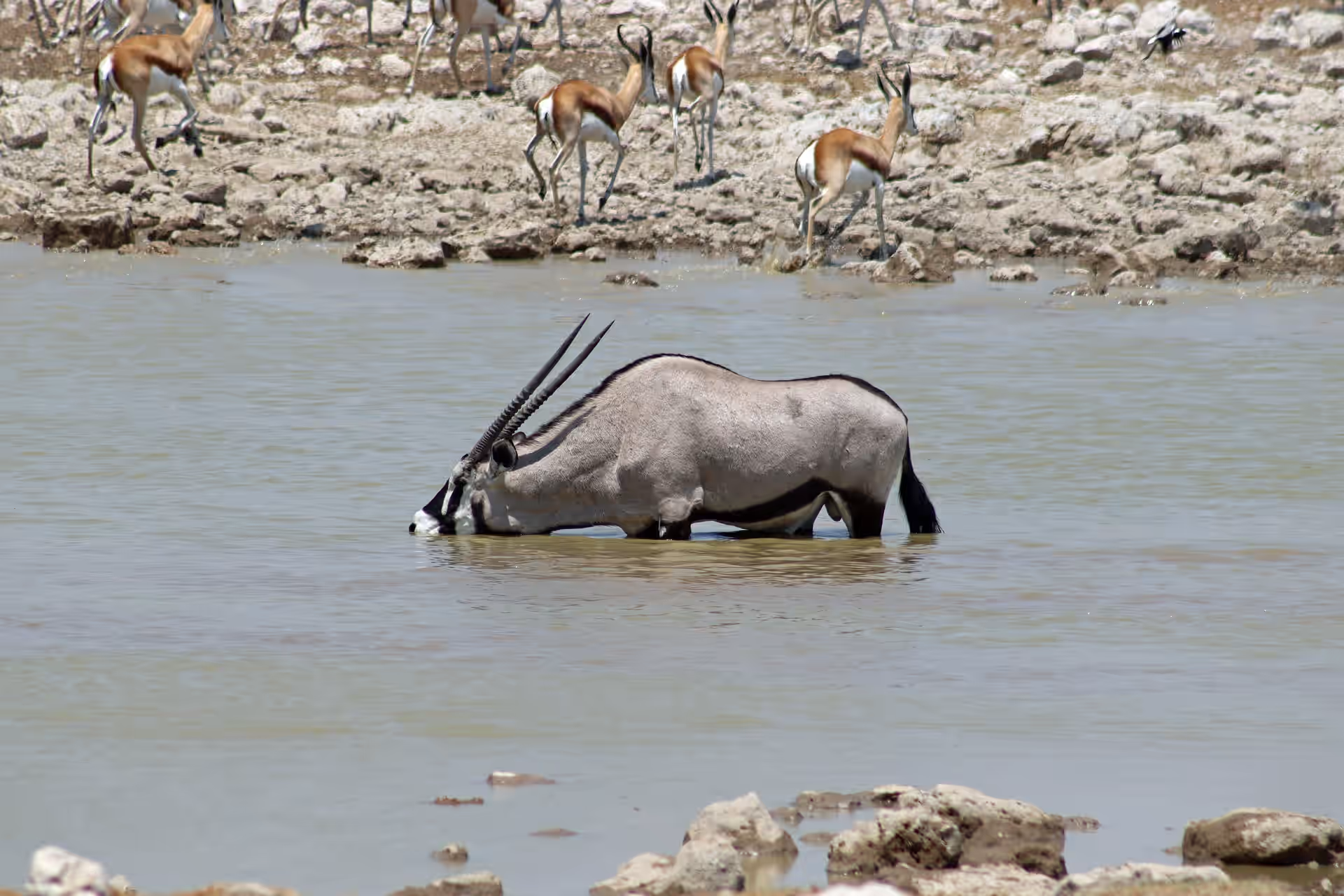 Etosha National Park gallery 0