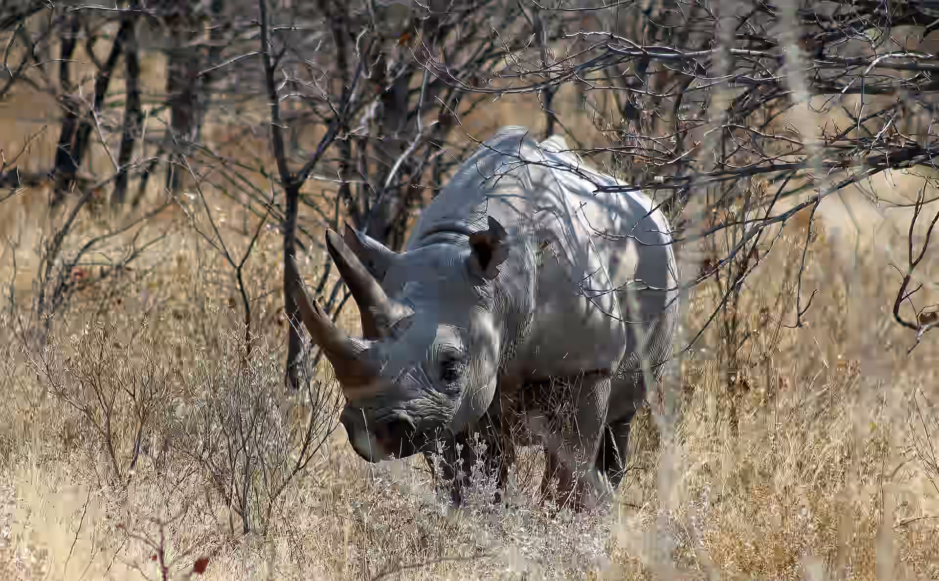 Etosha National Park gallery 2