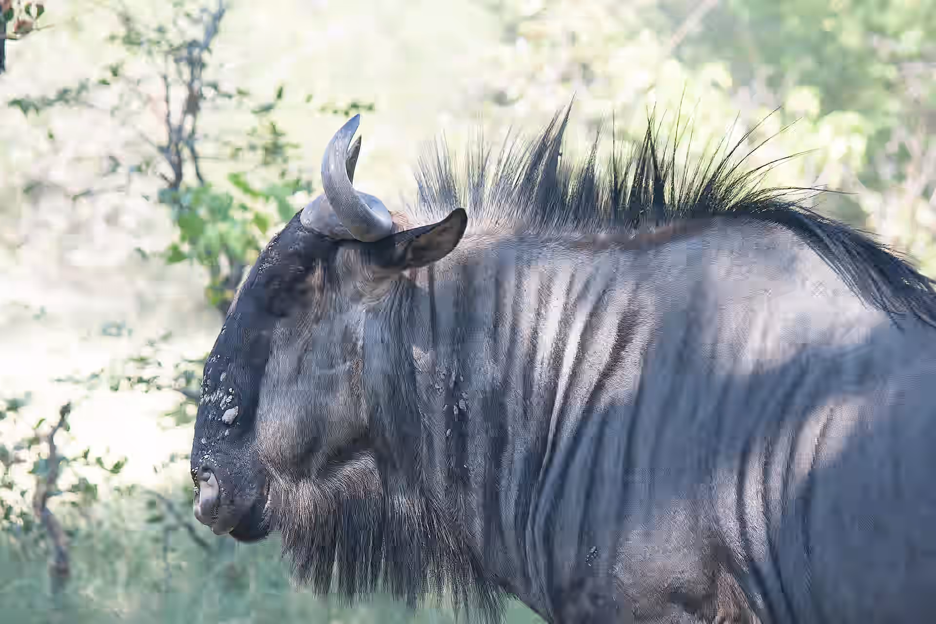 Ikona Wildlife Management Area gallery 0