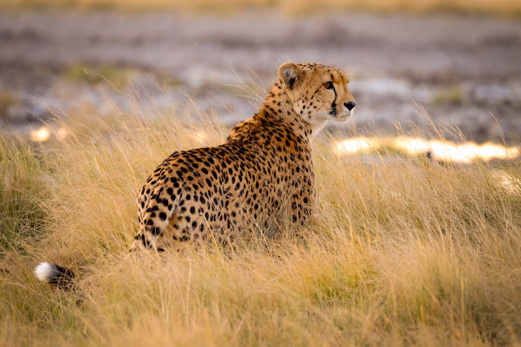 Central Kalahari Game Reserve gallery 0