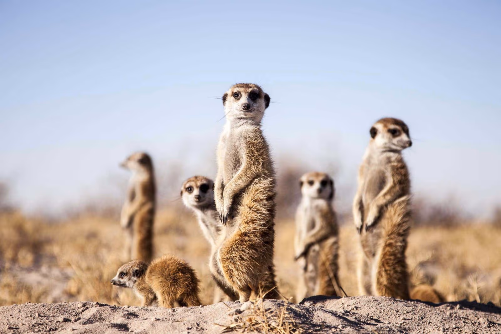 Makgadikgadi Pans National Park gallery 3
