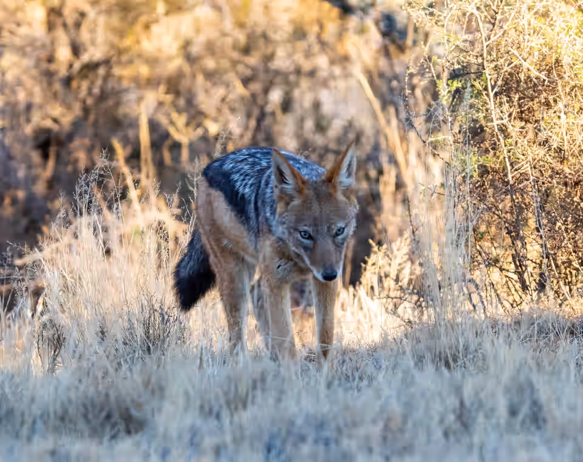 Randilen Wildlife Management Area gallery 2