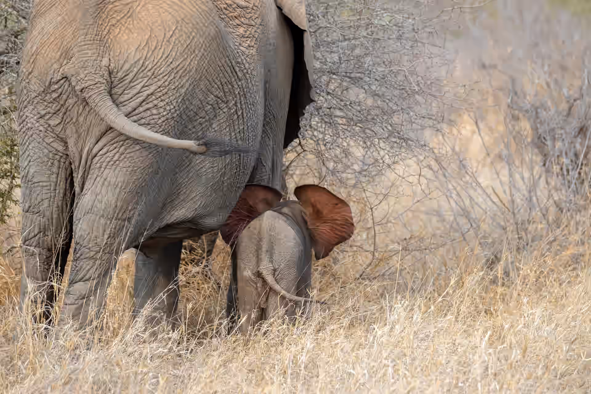 Tarangire National Park
