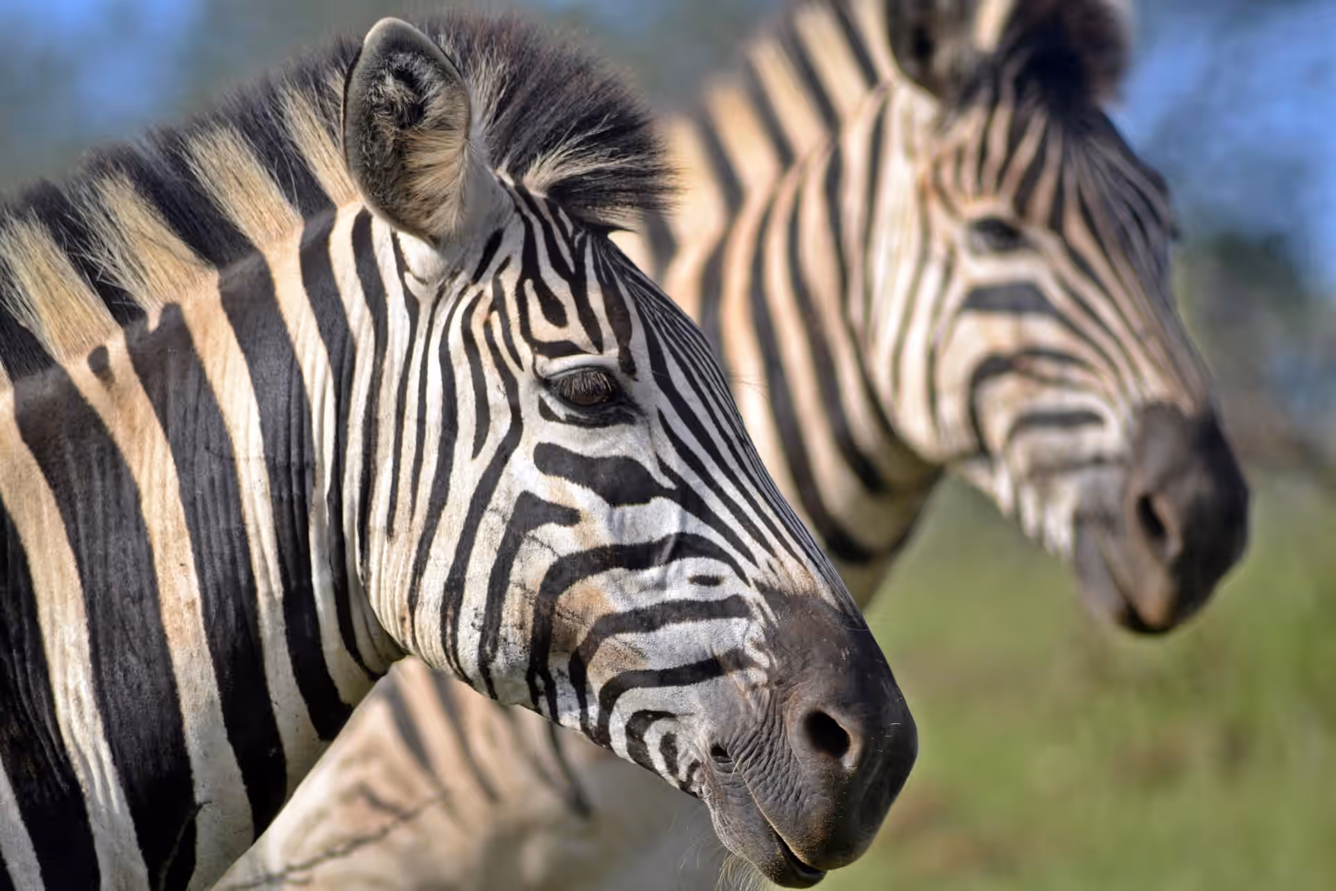 Hluhluwe–iMfolozi Park