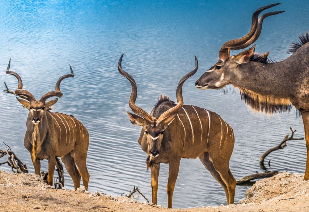 Chobe National Park
