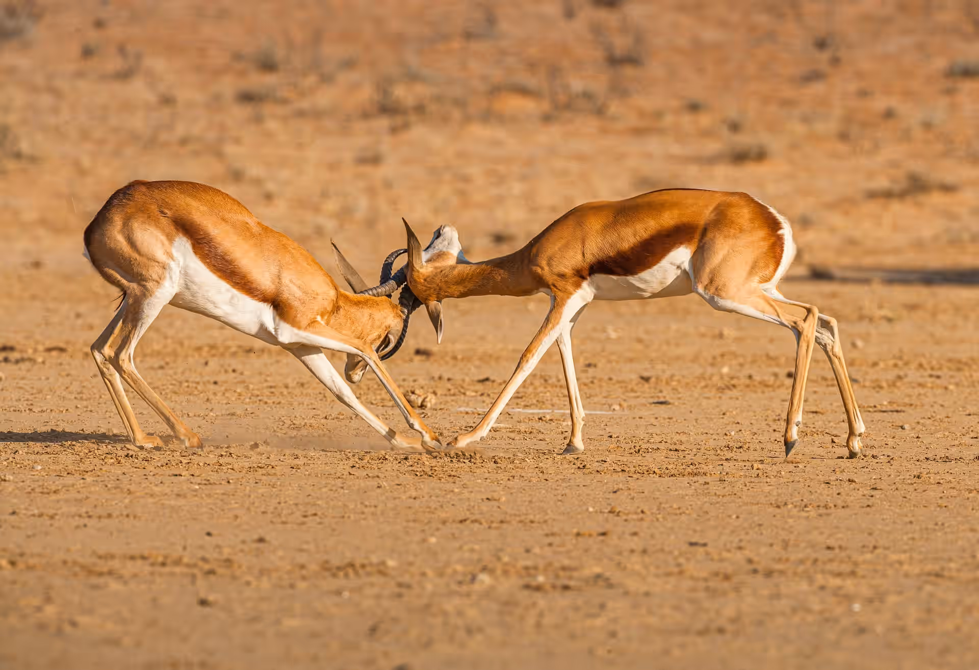 Ruaha National Park gallery 2