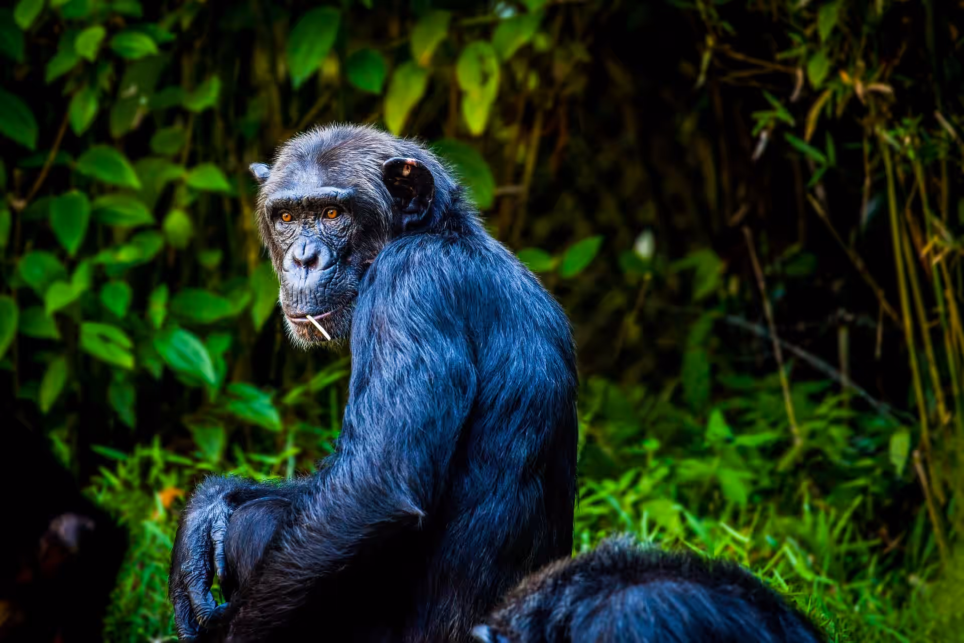 Gombe Stream National Park