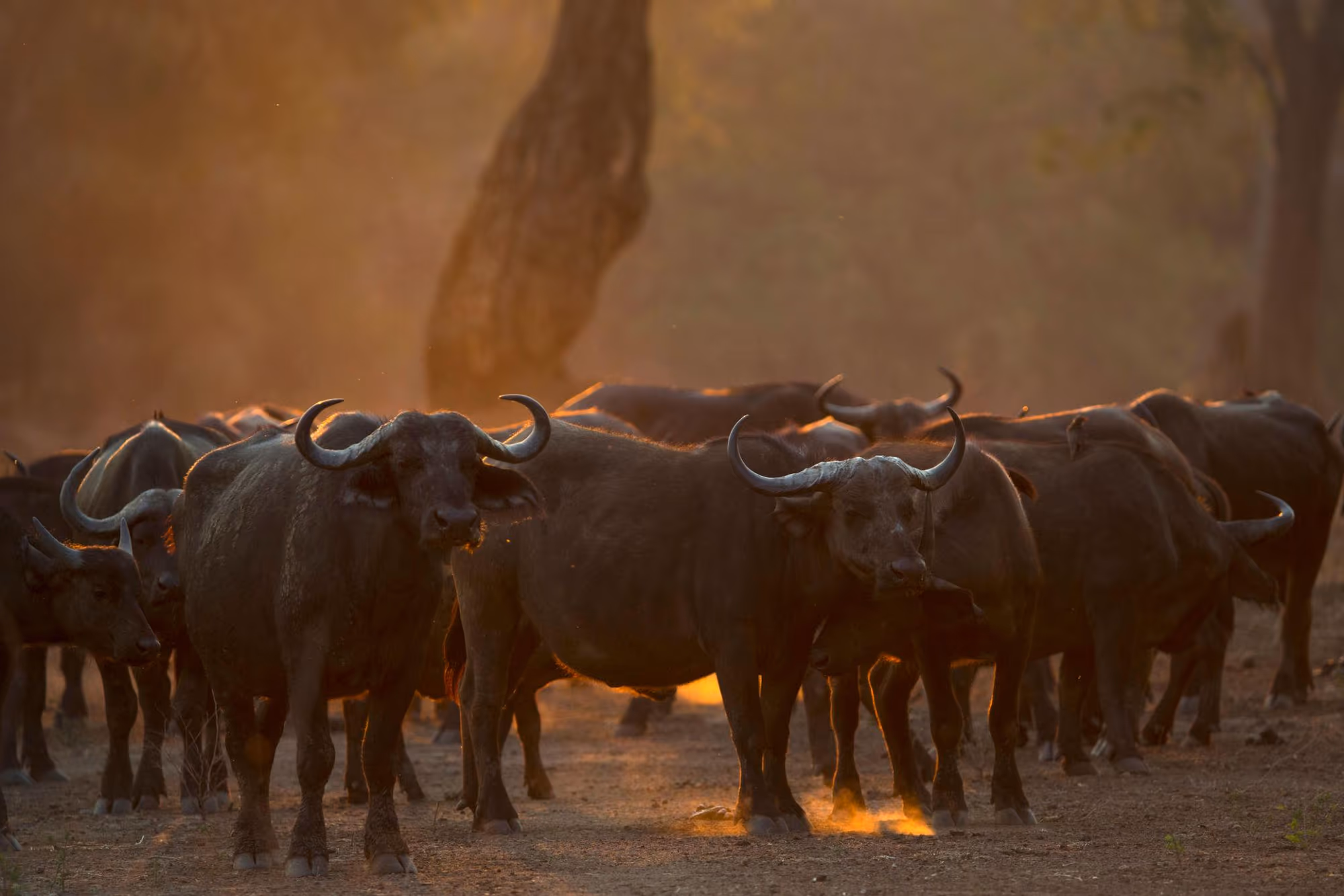 Mana Pools National Park gallery 3