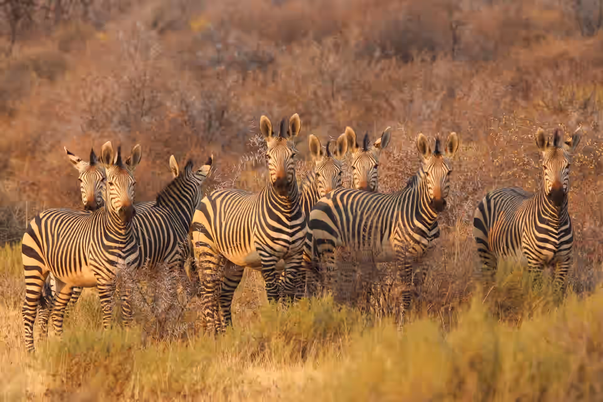 Kruger National Park gallery 2