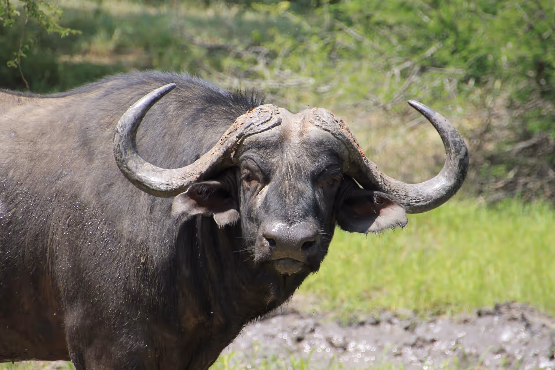Nyerere National Park ( Selous game reserve) gallery 1