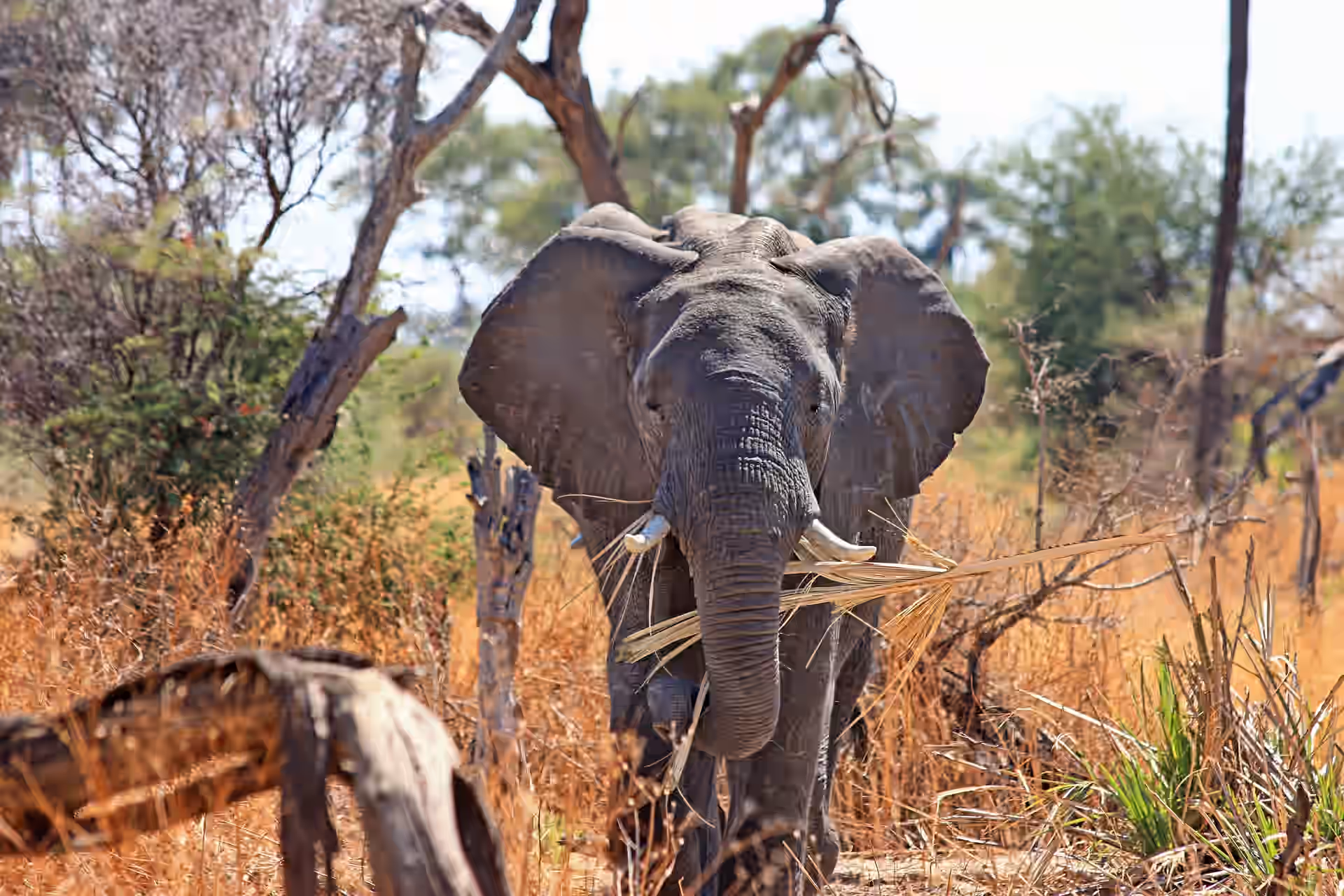 Kruger National Park gallery 3
