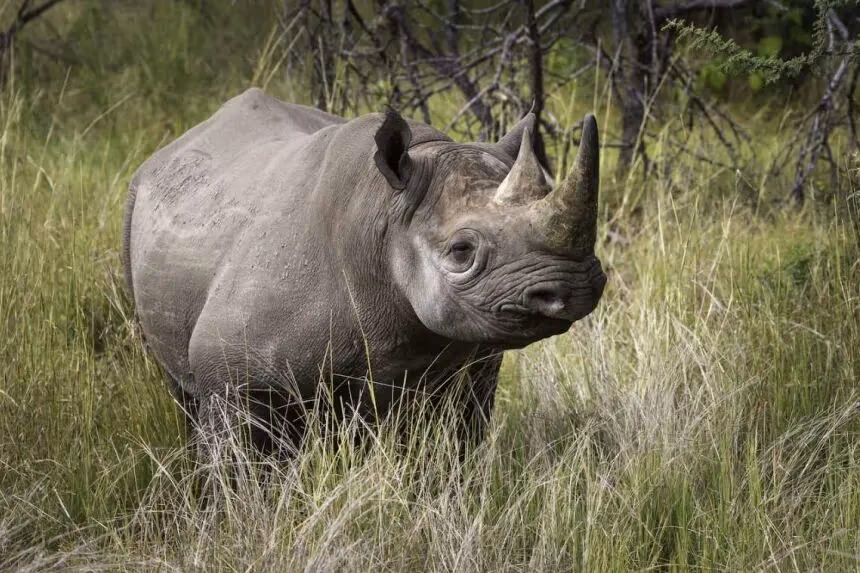 Ol Pejeta Conservancy