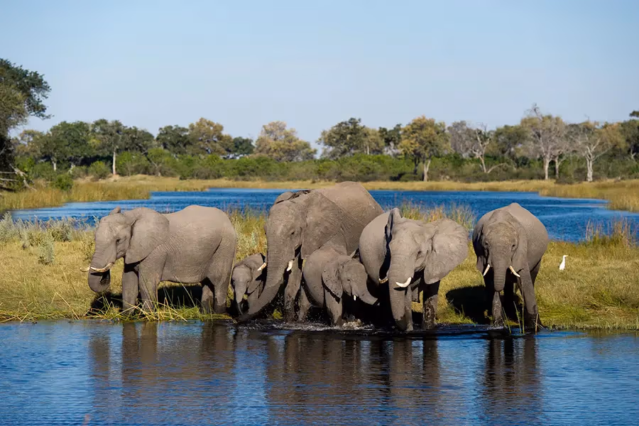Linyanti Wildlife Reserve gallery 2
