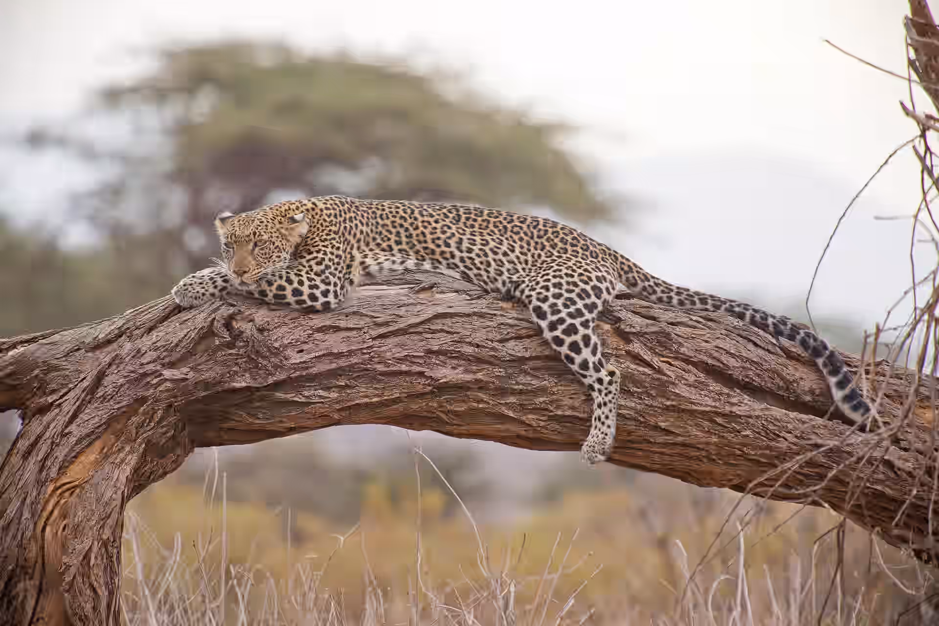 Ngorongoro Conservation Area gallery 2